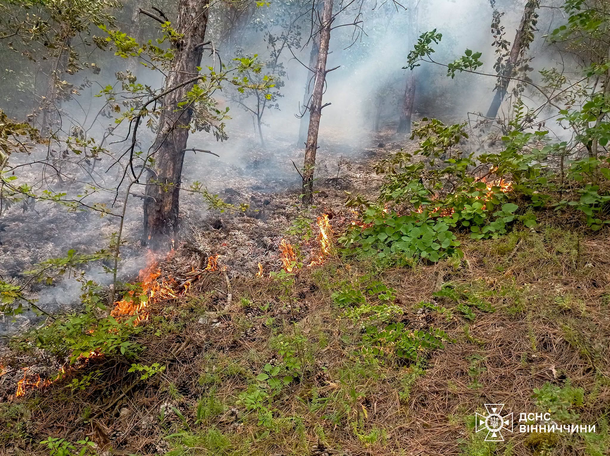На Вінниччині через недопалок вигорів понад гектар молодого лісу