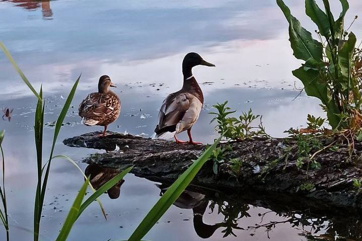 У Вінниці для очищення водойм використовують біофільтрувальні острови