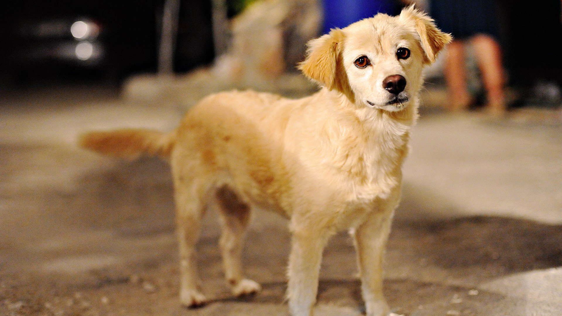На Вінниччині пенсіонер вбив собаку на очах у власниці