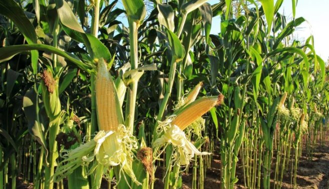 Україна може зібрати рекордний врожай кукурудзи