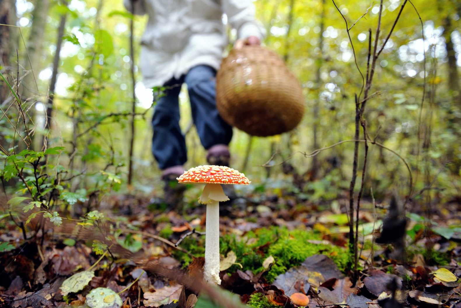 На Вінниччині шестеро людей отруїлись грибами