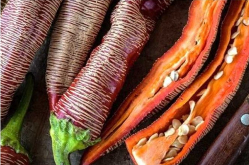 Унікальний перець з македонськими традиціями: на Вінниччині фермерка вирощує «вишиті» овочі