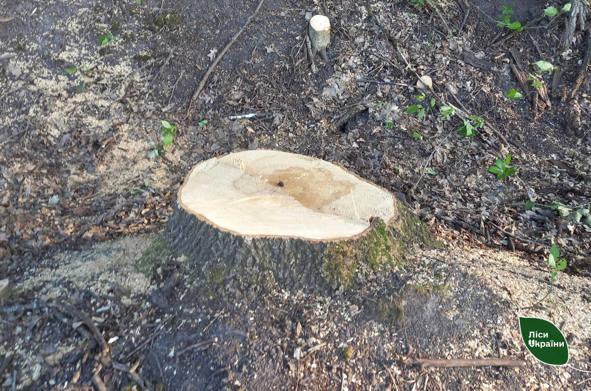 На Вінниччині фермер незаконно вирубав майже 400 дерев, щоб розширити сільгоспугіддя