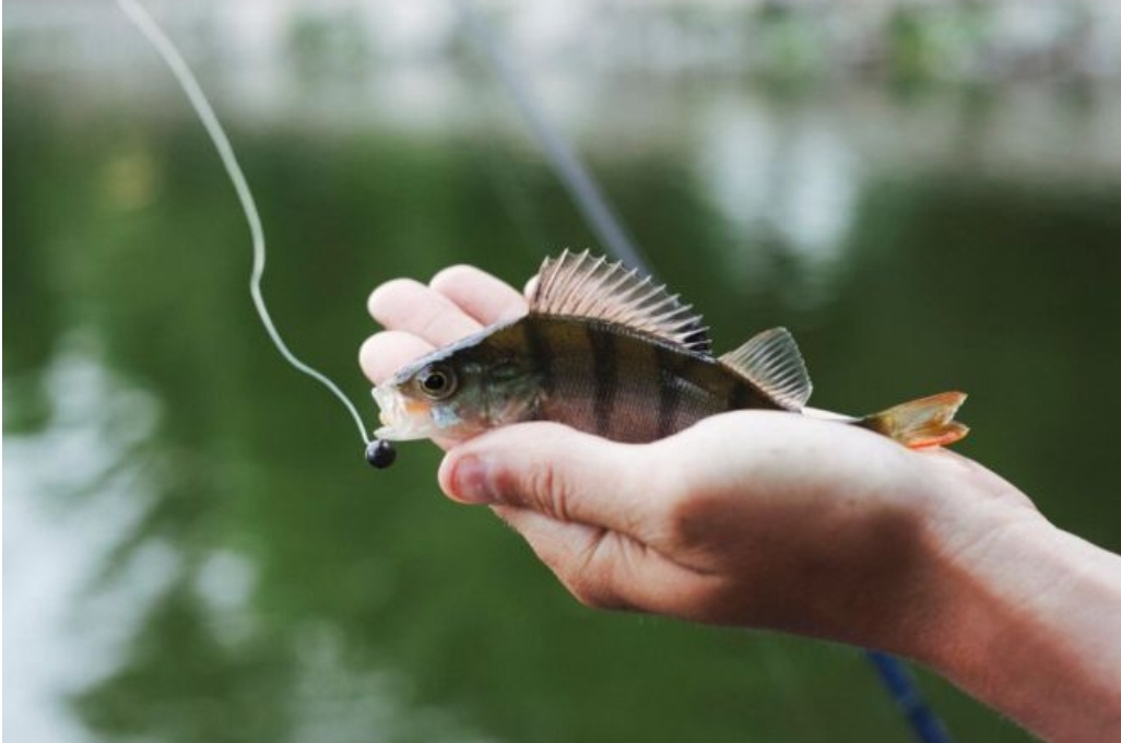 На Вінниччині завершилася операція «Нерест – 2025»: понад 250 фактів порушень