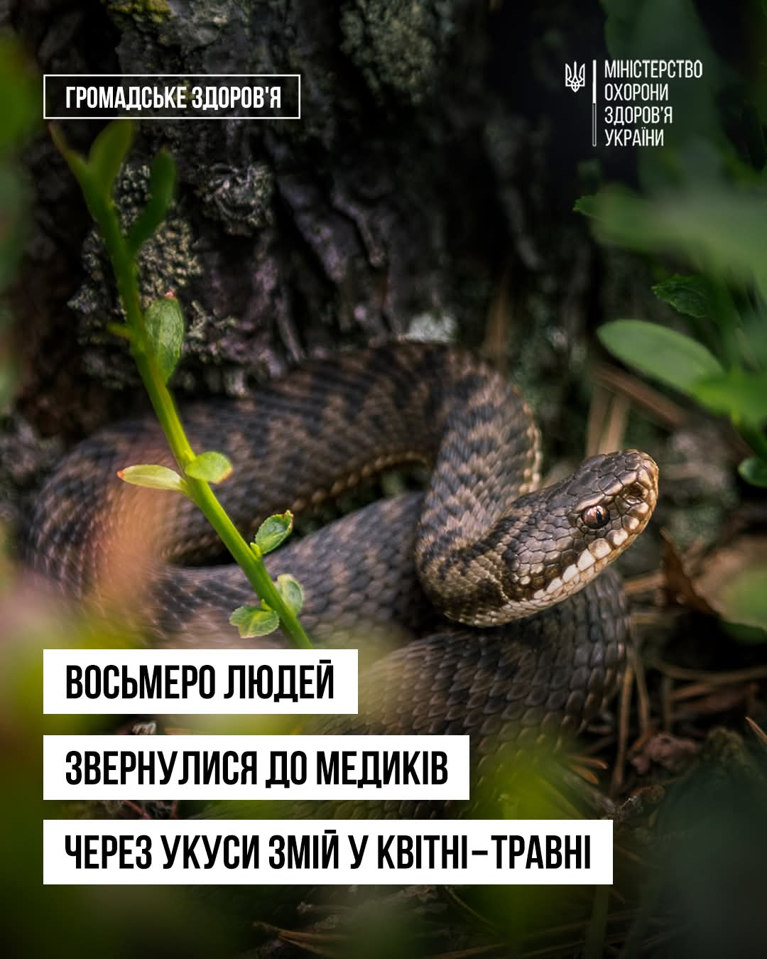 Укуси змій в Україні: кількість зменшилась, але обережність залишається актуальною
