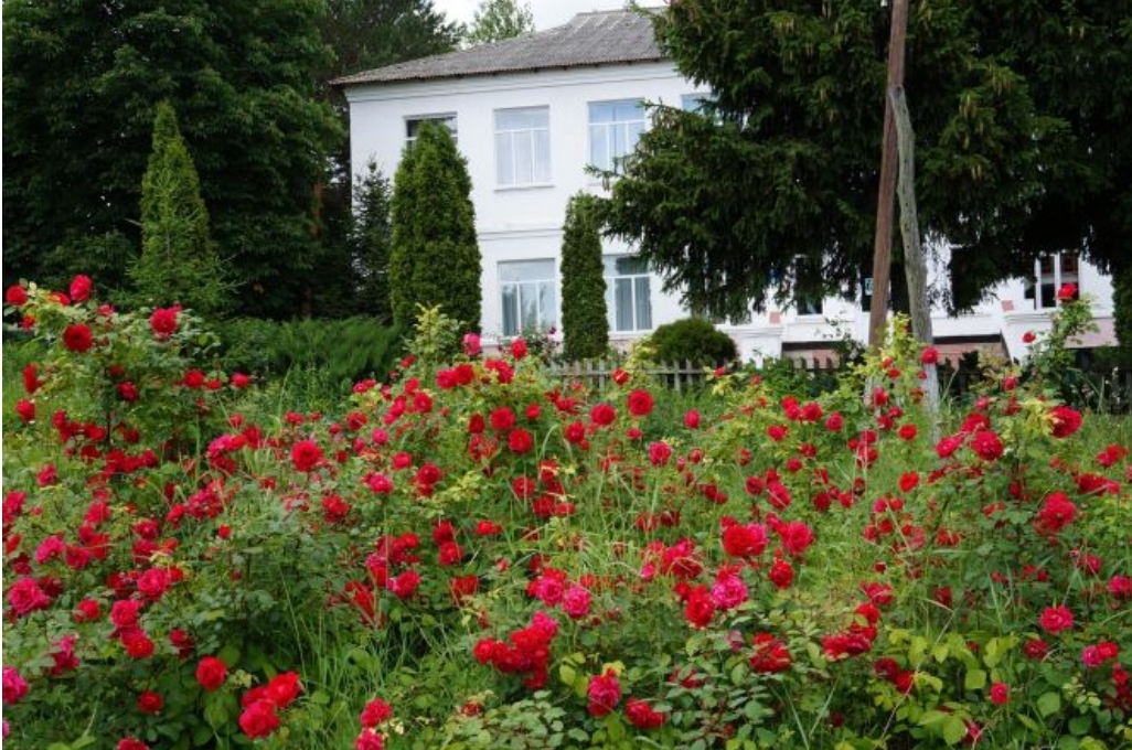 Суд закрив справу про булінг у Моївському ліцеї: порушення не встановлено