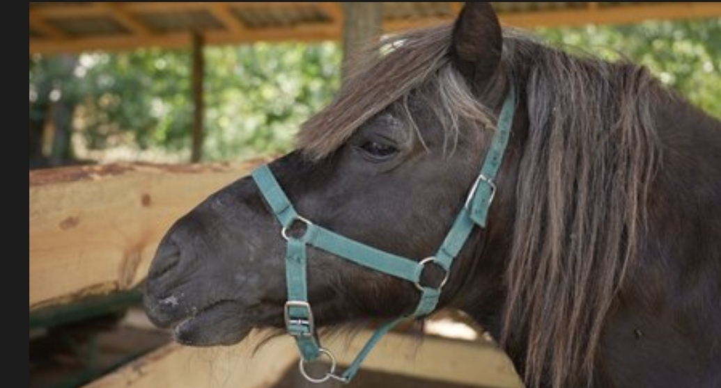 Новий мешканець "Кармелюкового Поділля": у нацпарку з’явився поні Магік