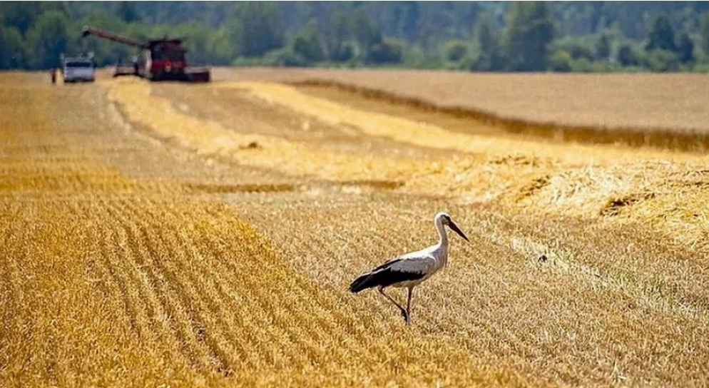 На Вінниччині збільшили площі посівів зернових та зернобобових культур