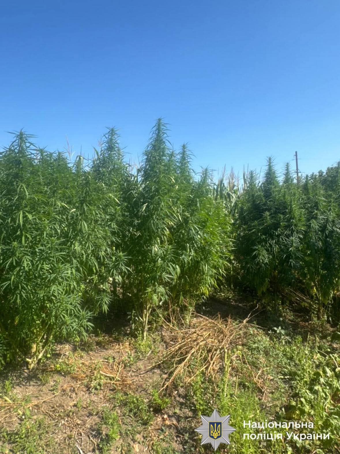 У Могилів-Подільському районі поліцейські вилучили понад 60 нарковмісних рослин