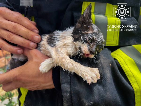 У Вінниці рятували кошеня – розбирали стіну готелю