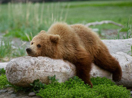 Для ведмедів з Подільського зоопарку побудували новий дім