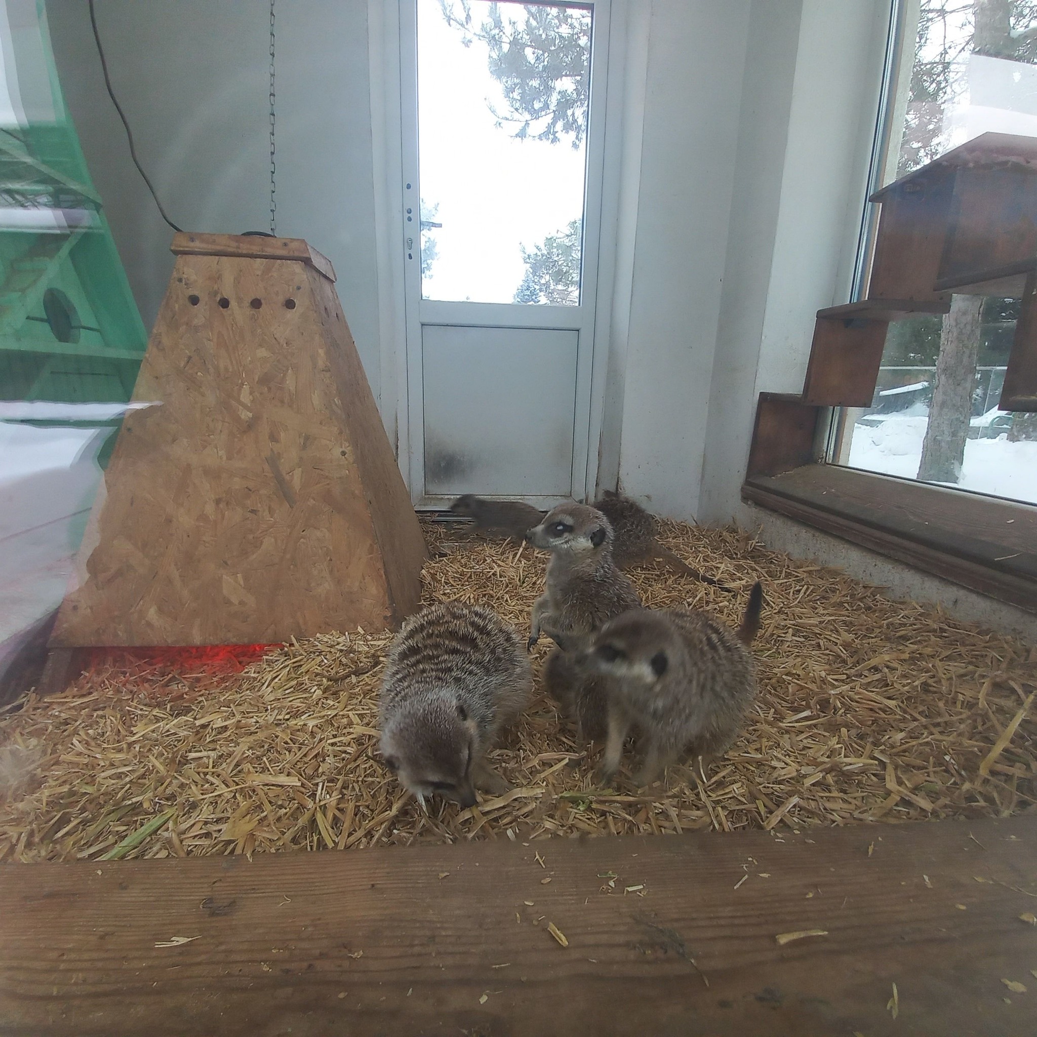 У Вінниці в люті морози в родині сурікaтів нaродився мaлюк