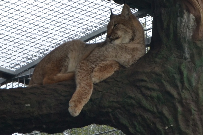 Подільський зоопарк у Вінниці відзначає ювілей - мешканцям зробили торт