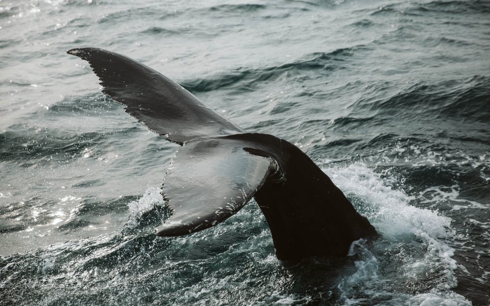 У Лондоні врятували дитинча кита. Він застряг в шлюзі річки Темзи