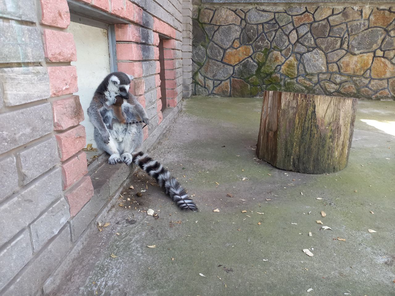  Вперше у вінницькому зоопарку народився маленький лемур
