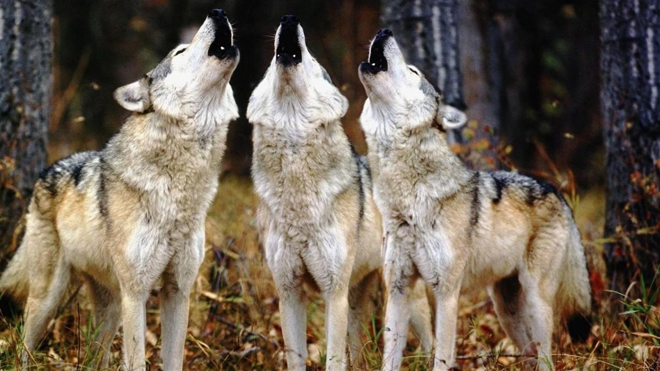 Села на Вінниччині тероризують вовки