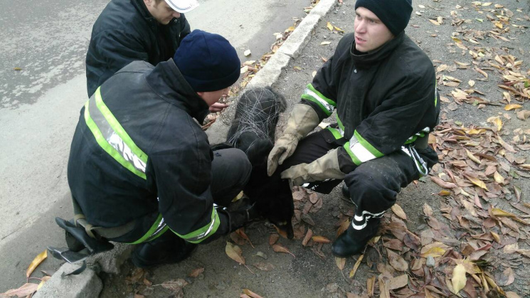 У Вінниці рятувальники витягнули собаку з колодязя