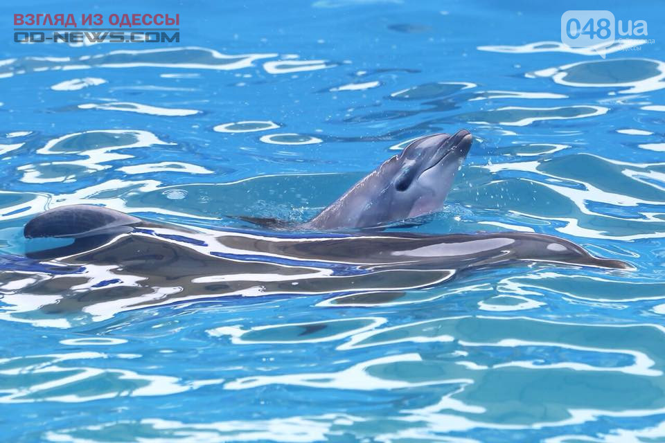 В Одесском дельфинaрии зрители нaблюдaли чудо рождения мaлышa