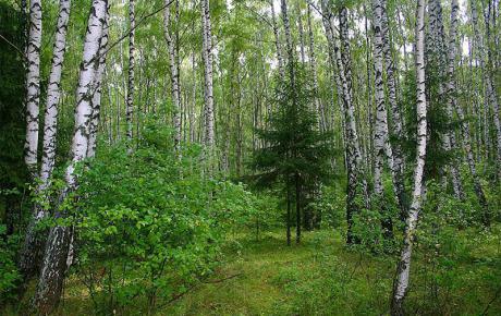 На Вінниччині у минулому році держлісгоспами області відтворено 1495 га лісів