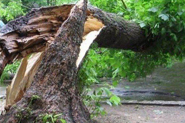 У Вінниці на будинок впало дерево