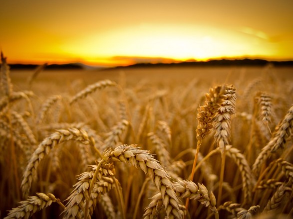 В Україні зібрали найбільший в історії урожай пшениці і ячменю