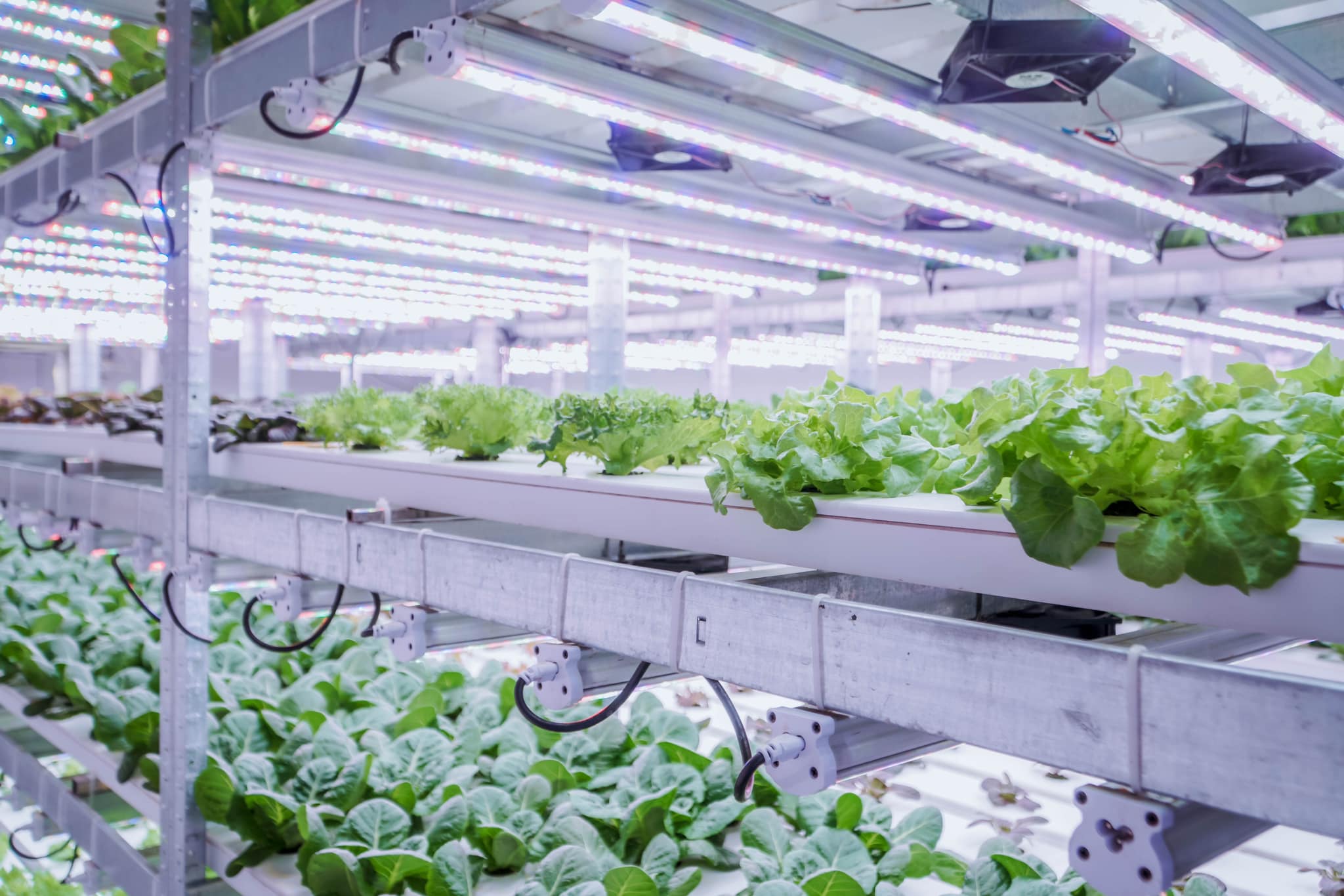 Вінницька вертикальна ферма: екологічно чисте вирощування салату як відповідь на виклики воєнного часу