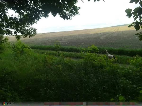 На Вінниччині зафільмували прогулянки тварин на кордоні (ВІДЕО)