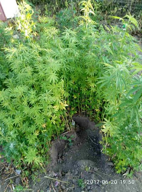 Житель Вінниччини вирощував на присадибній ділянці нарковмісні рослини
