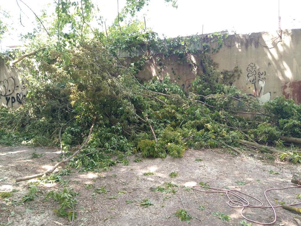  Незаконна обрізка дерев на Келецькій: вінничанина притягнули до відповідальності