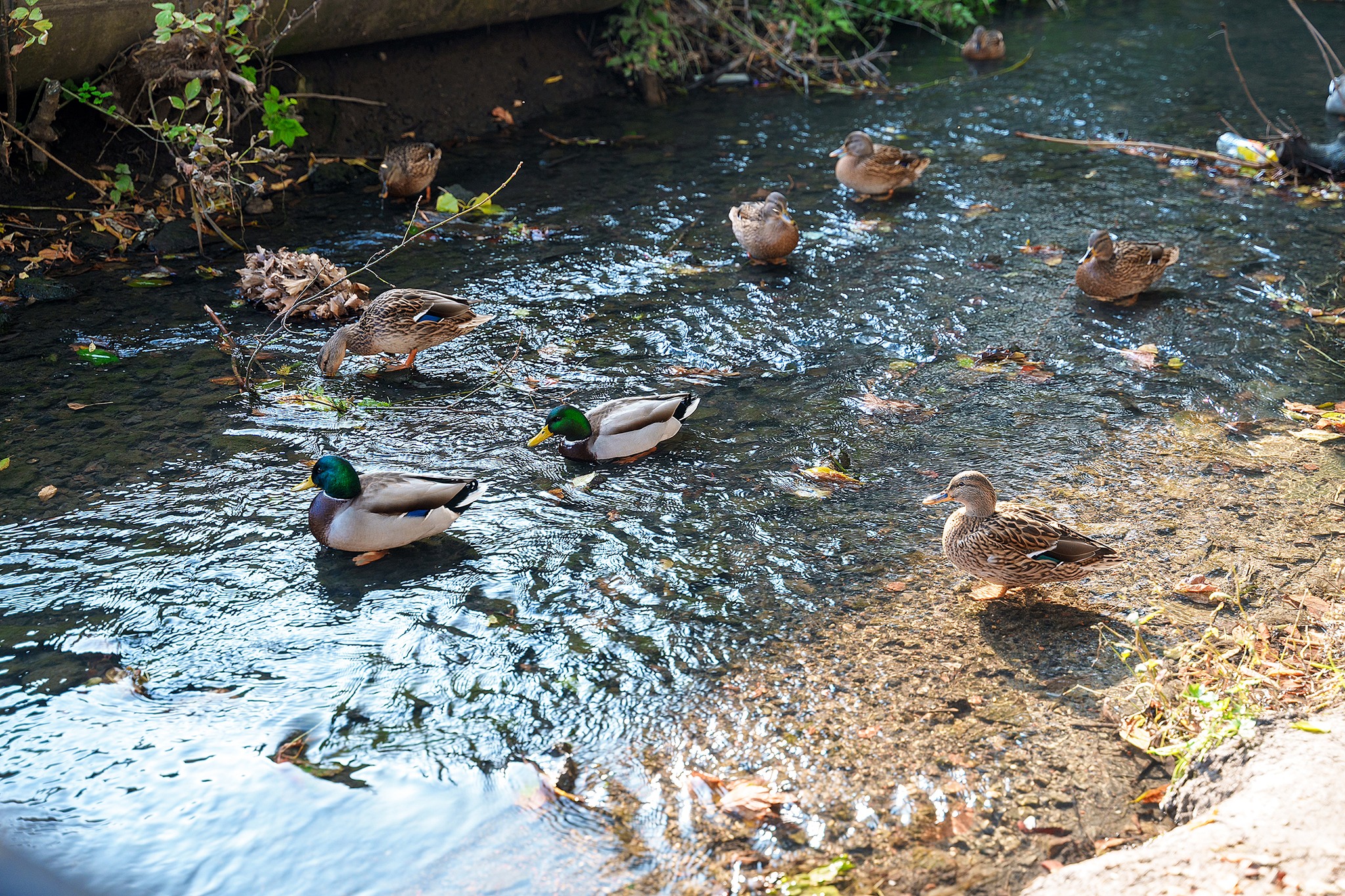 У Вінниці презентують інтерактивну карту малих річок міста