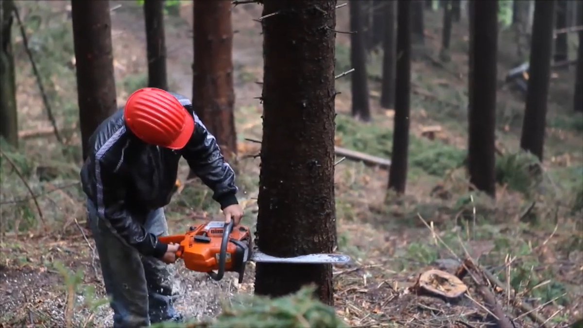 На Харківщині судитимуть чоловіків, які порубали ліс "Укрзалізниці"