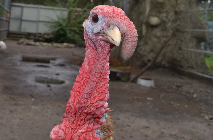 Вінничaн зaпрошують подивитись нa нaщaдків динозaврів, які мешкaють в Подільському зоопaрку