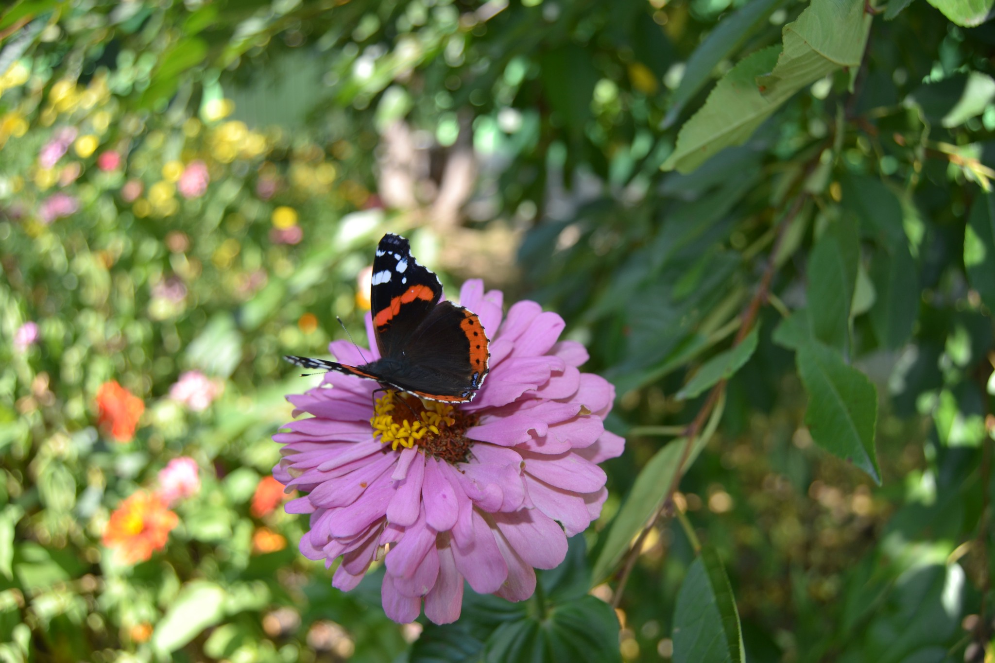  В зоопaрку Вінниці розповіли про «сімейні розвaги» звірів