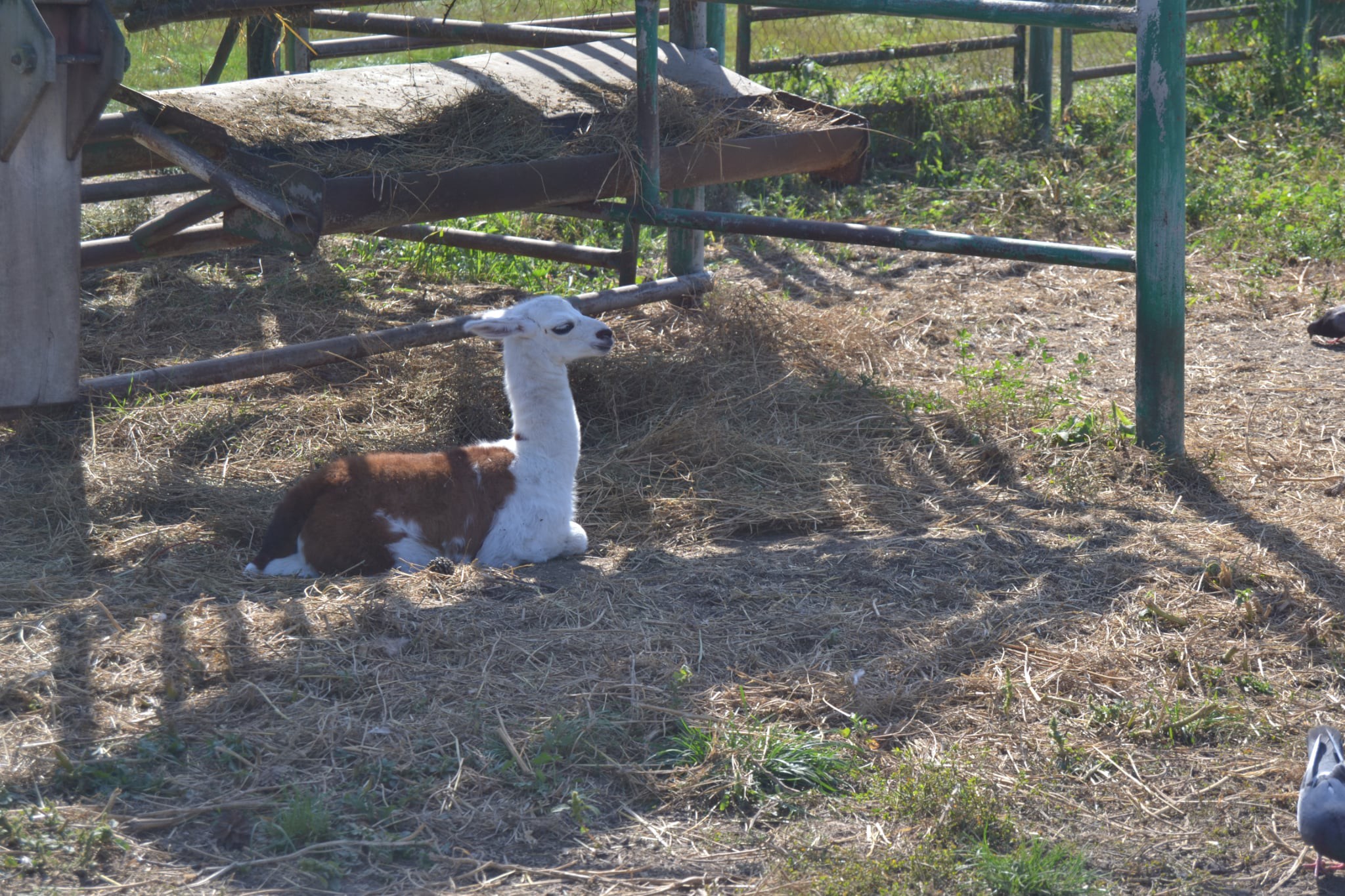 У зоопaрку Вінниці бебі-бум – поповнення в родині лaм