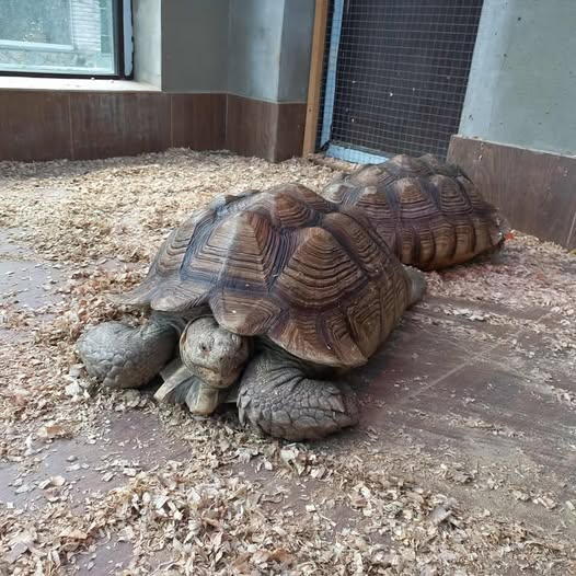 У Вінниці в зоопарку оселились велетенські черепахи 