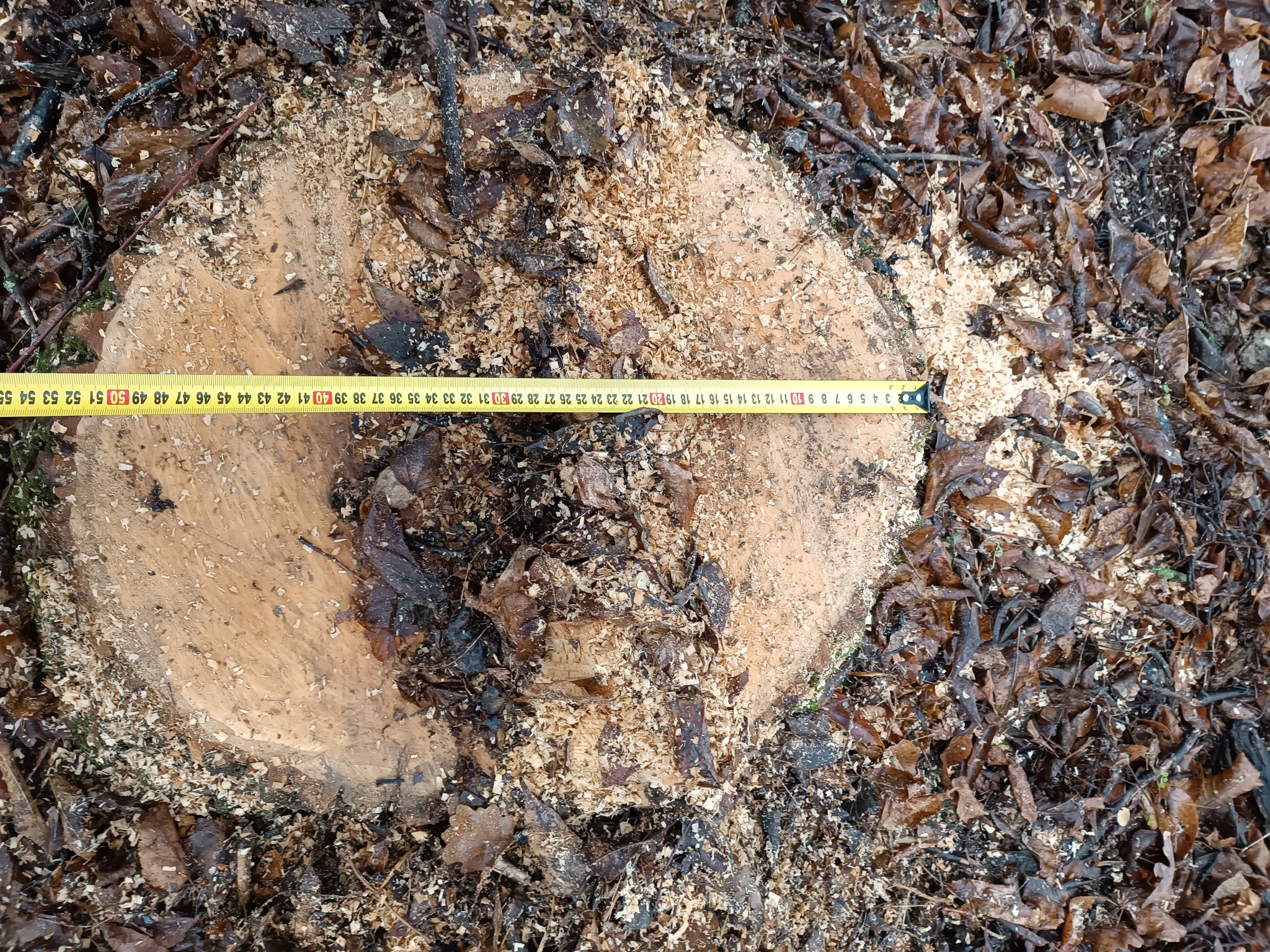 Незаконну вирубку дерев у лісосмузі Барської громади оцінили у понад 170 тисяч гривень