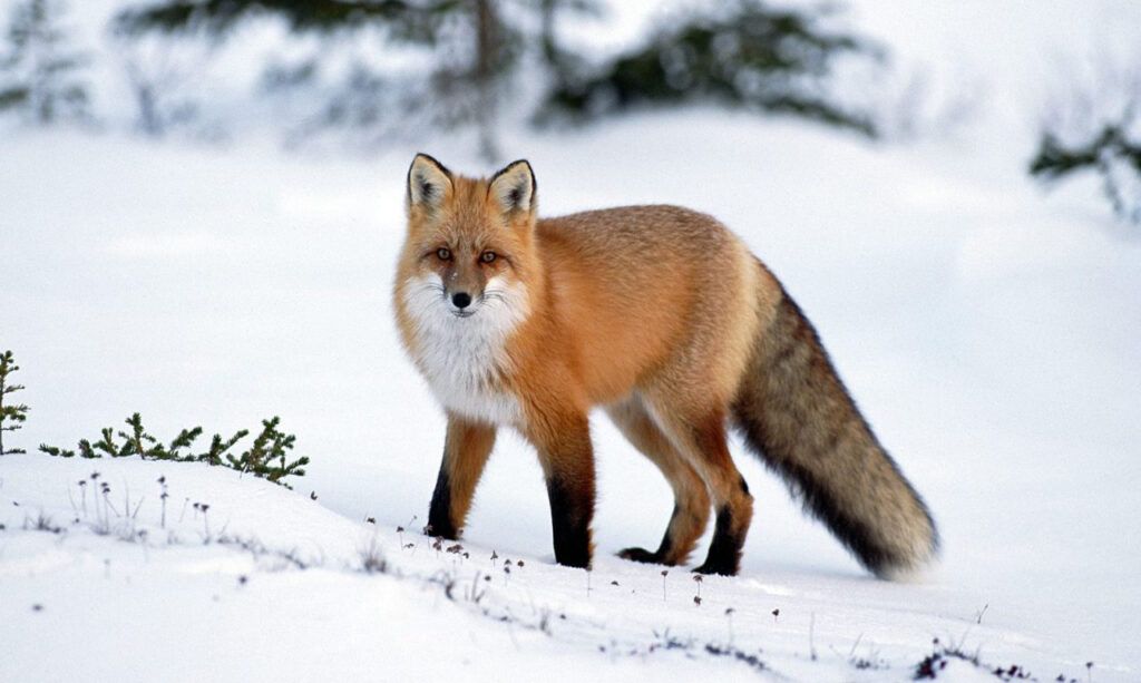 У Тульчинському районі 7–8 лютого проводитимуть регулювання чисельності хижих тварин