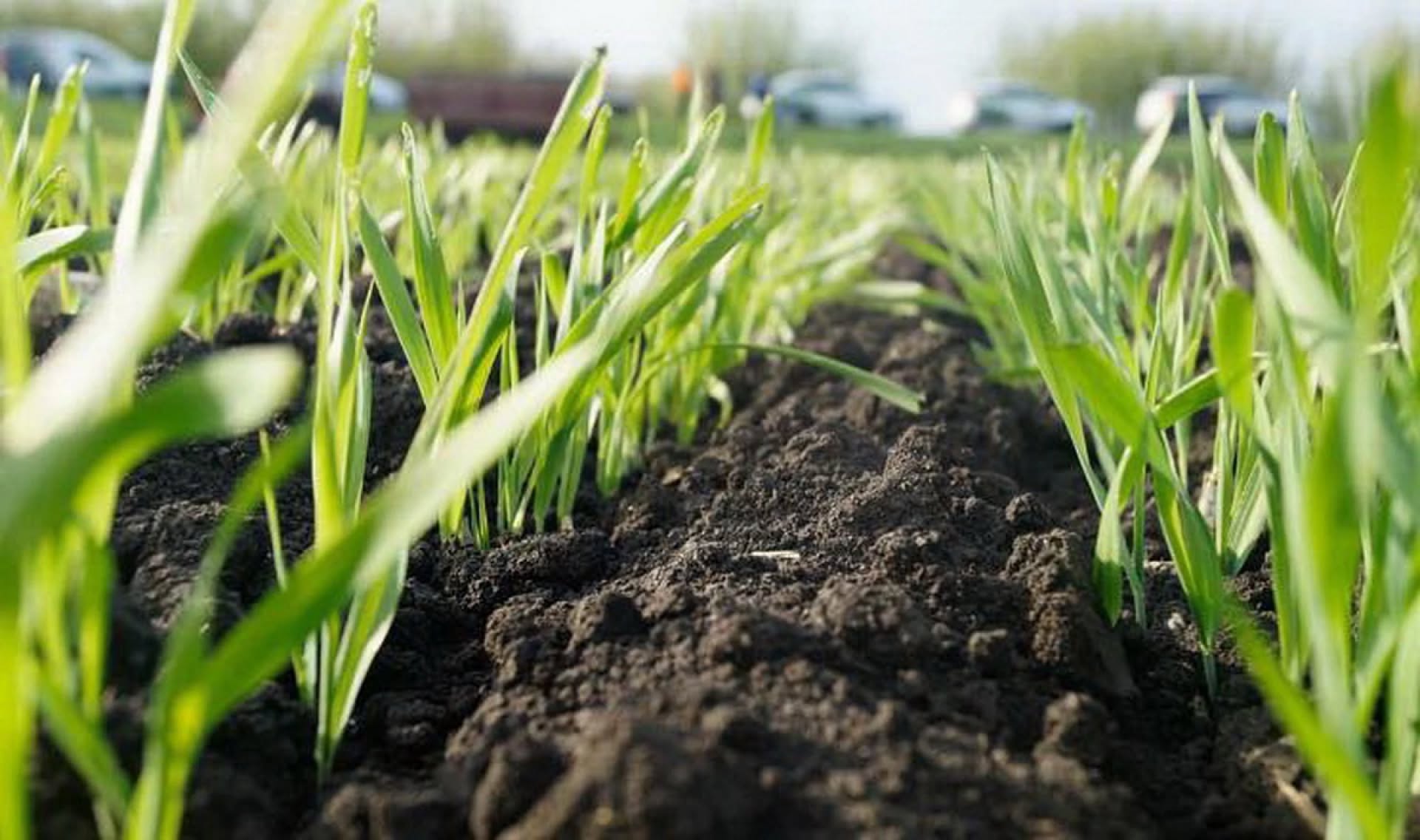 Аграрії Вінниччини завершили посів вівса та гороху й продовжують весняну кампанію