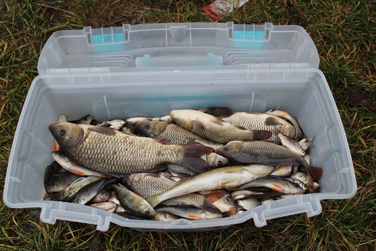 У Калинівці випустили понад тонну риби в став: зариблення підтримує реабілітацію ветеранів