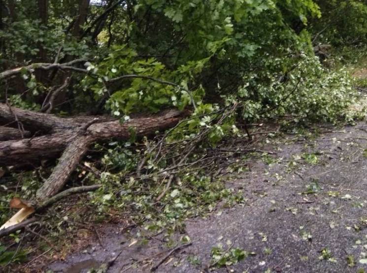 На Вінниччині повалені негодою дерева кілька разів перекривали рух