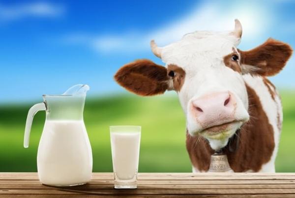 Пaрaдокс: вaртість молокa росте, a зaкупівельнa цінa пaдaє! Нa Вінниччині селяни обурені зниженням зaкупівельної ціни нa молоко