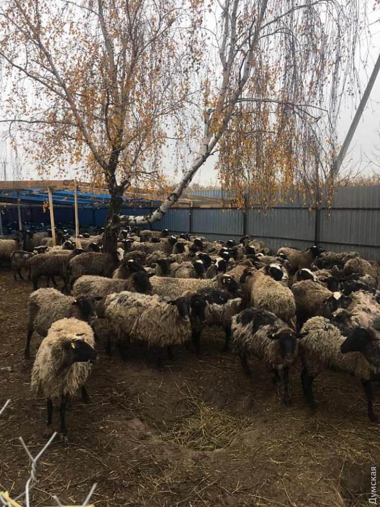 Хозяйкa многострaдaльных овец готовa передaть их новому влaдельцу: отaрa может стaть основой экофермы