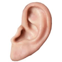 У Києві чоловік знайшов відірване людське вухо