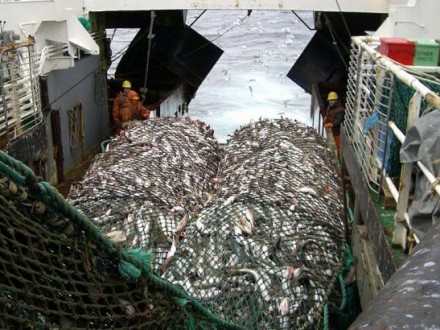 Українські виробники риби зможуть страхувати свою продукцію ̶ Держрибагентство
