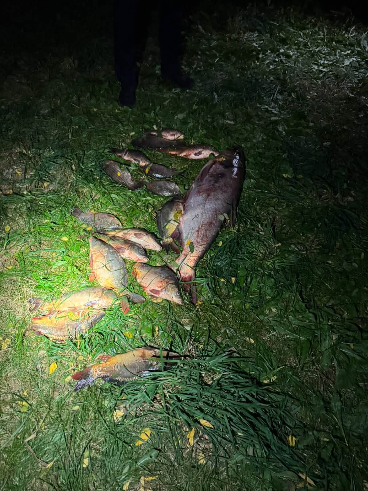 На Вінниччині викрили браконьєра із трьома сітками: збитки перевищили 53 тисячі гривень