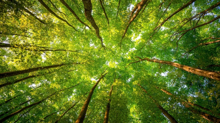 У Вінниці планують відтворити ліс на площі 1100 гектарів