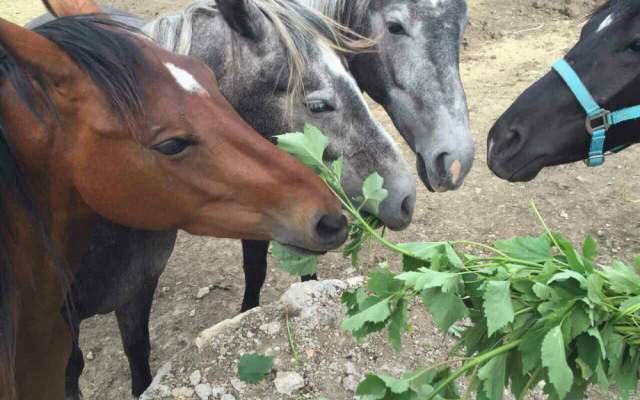 Конокрады увели четырех Орловских лошадей с частной фермы