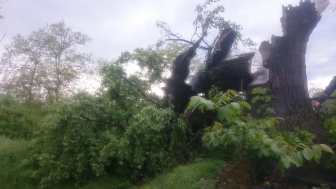 На Вінниччині через негоду на дорогу впало дерево