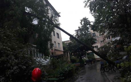 У Вінниці через негоду дерево впало на п’ятиповерхівку