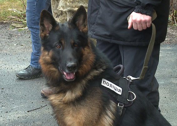 Поліцейський пес знайшов вінничанина, який жорстоко зарізав кохану (Фото)